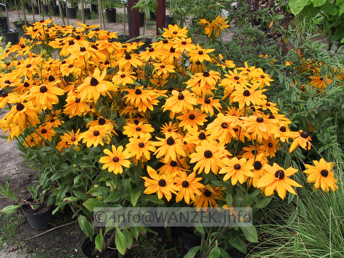 Rudbeckia hirta Indian Summer 03.JPG
